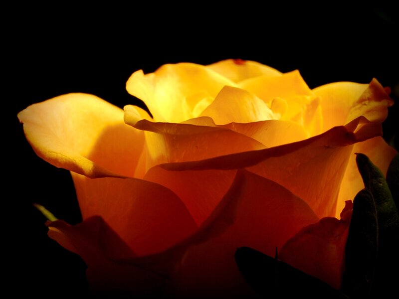 Yellow Rose in Darkness — Dramatic, Photograph, Petals