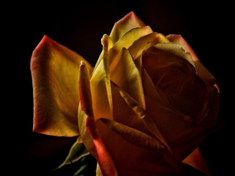 Yellow Rose in Darkness — Dramatic, Photograph