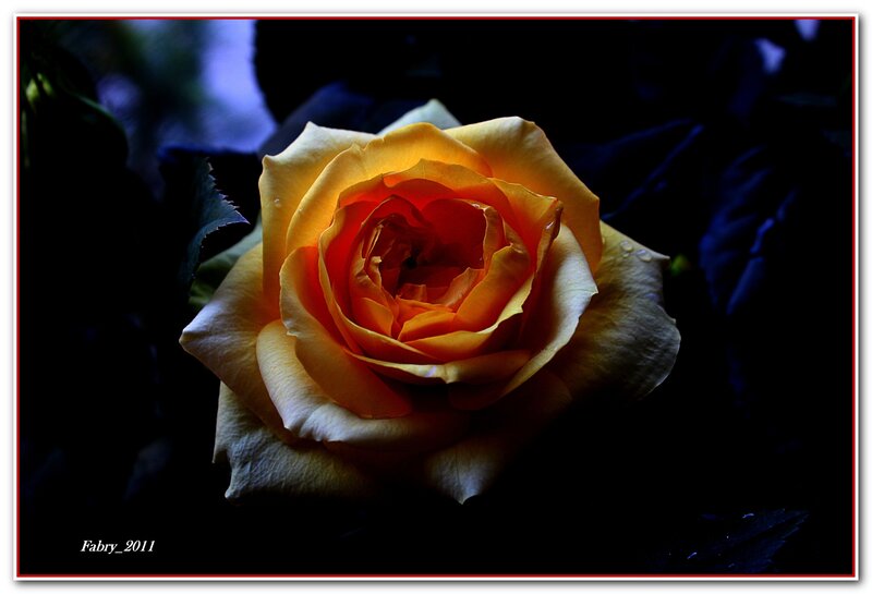 Yellow Rose in Darkness — Dramatic