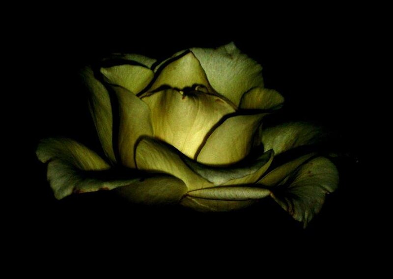 Yellow Rose in Darkness — Green