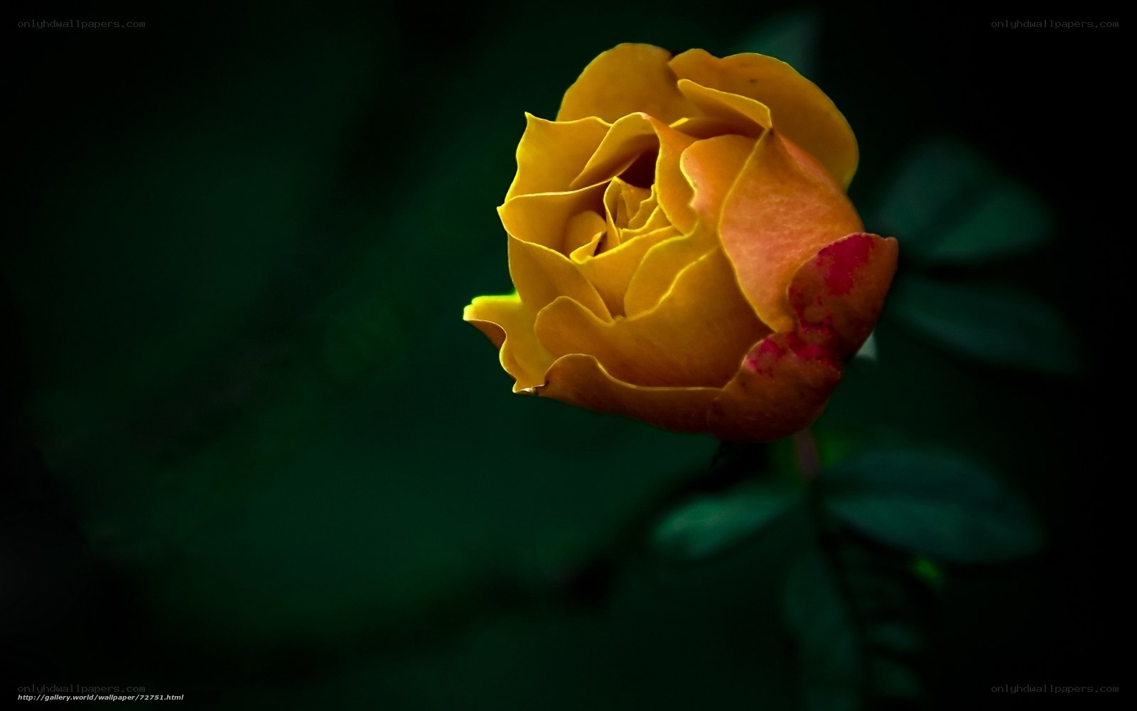 yellow rose in darkness