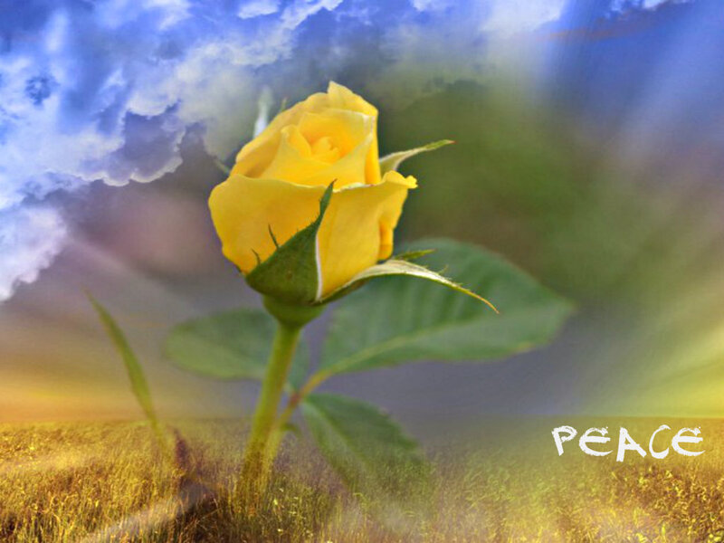 Yellow Rose in Field