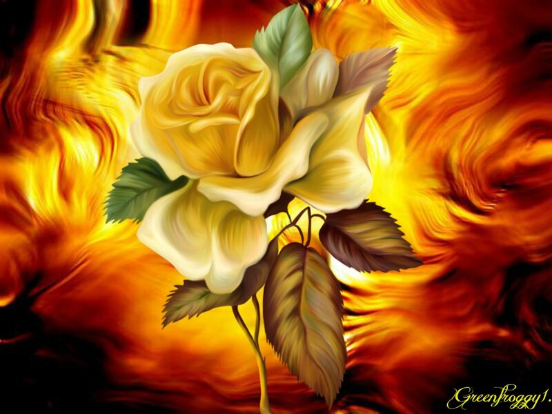 Yellow Rose in Flames