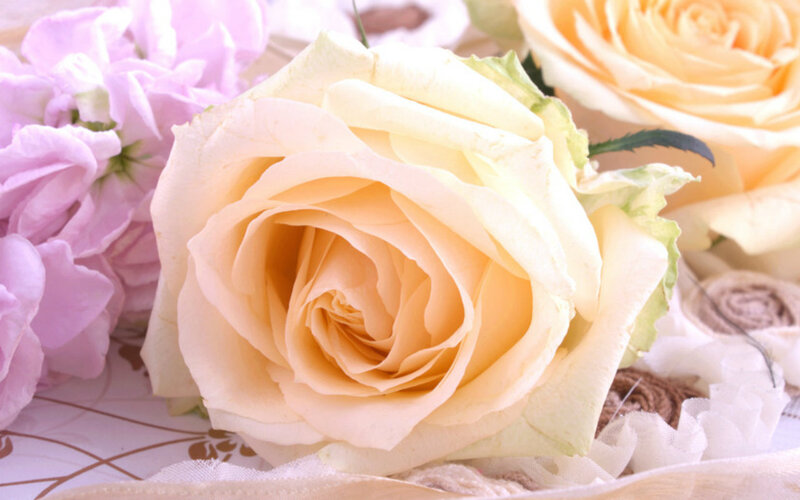 Yellow Rose in Focus — Calm