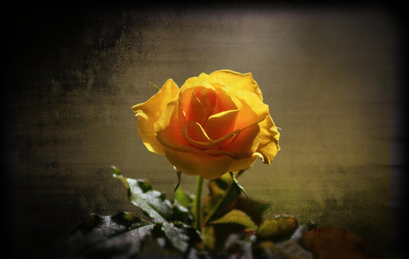 Yellow Rose in Focus — Dramatic