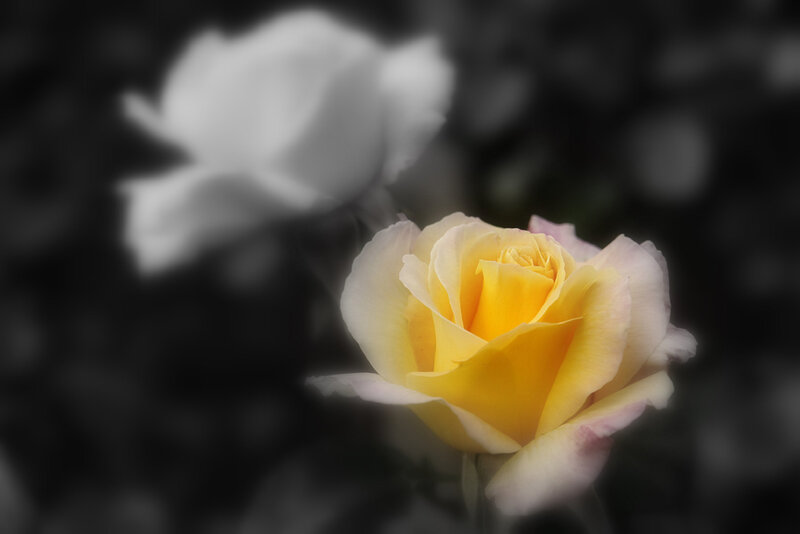Yellow Rose in Focus