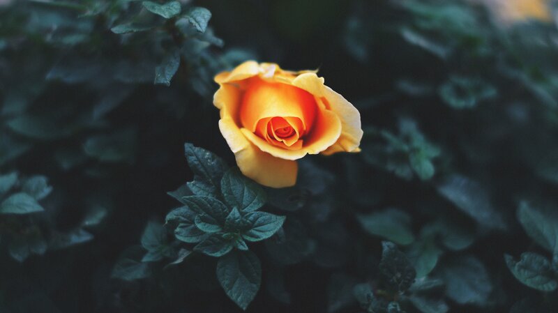 Yellow Rose in Foliage — Serene