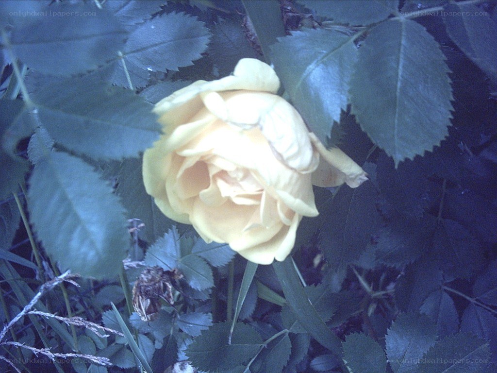 yellow rose in foliage