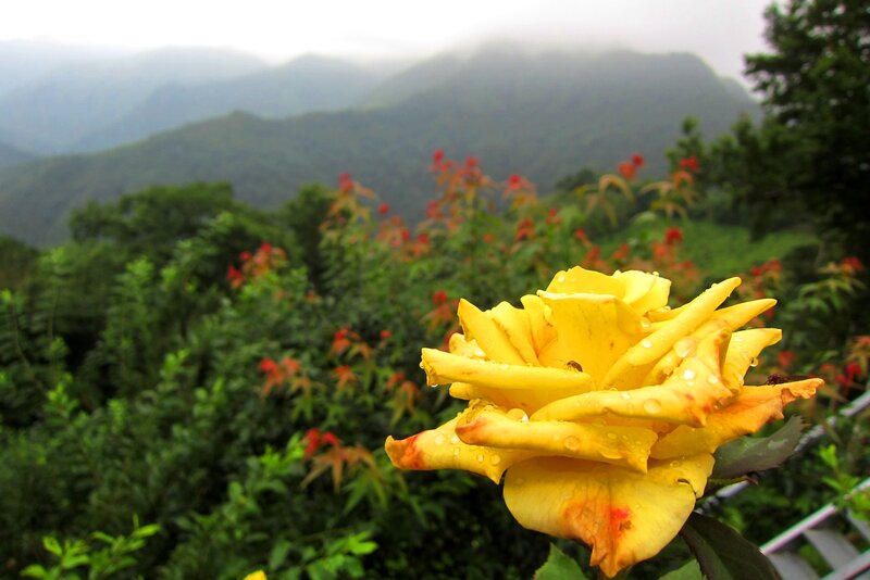 Yellow Rose in Foreground