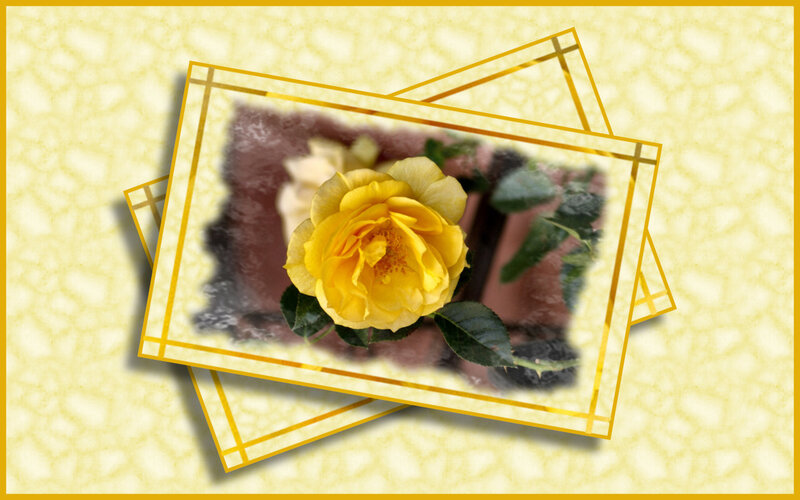 Yellow Rose in Frame