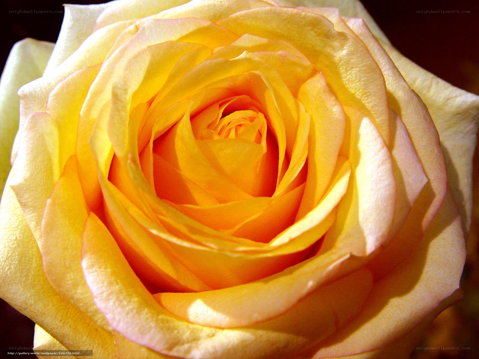 Yellow rose in full bloom