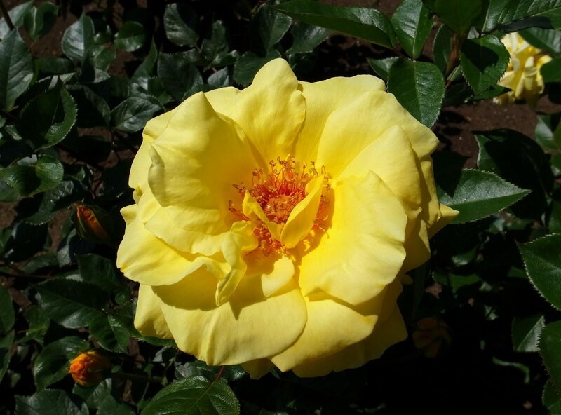 Yellow rose in full bloom