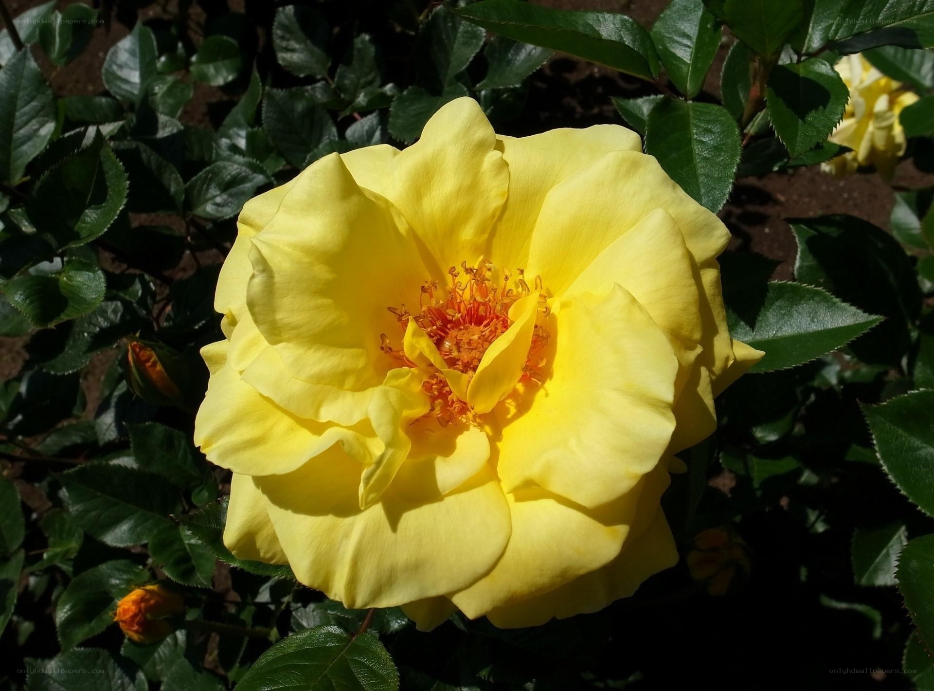 Yellow rose in full bloom