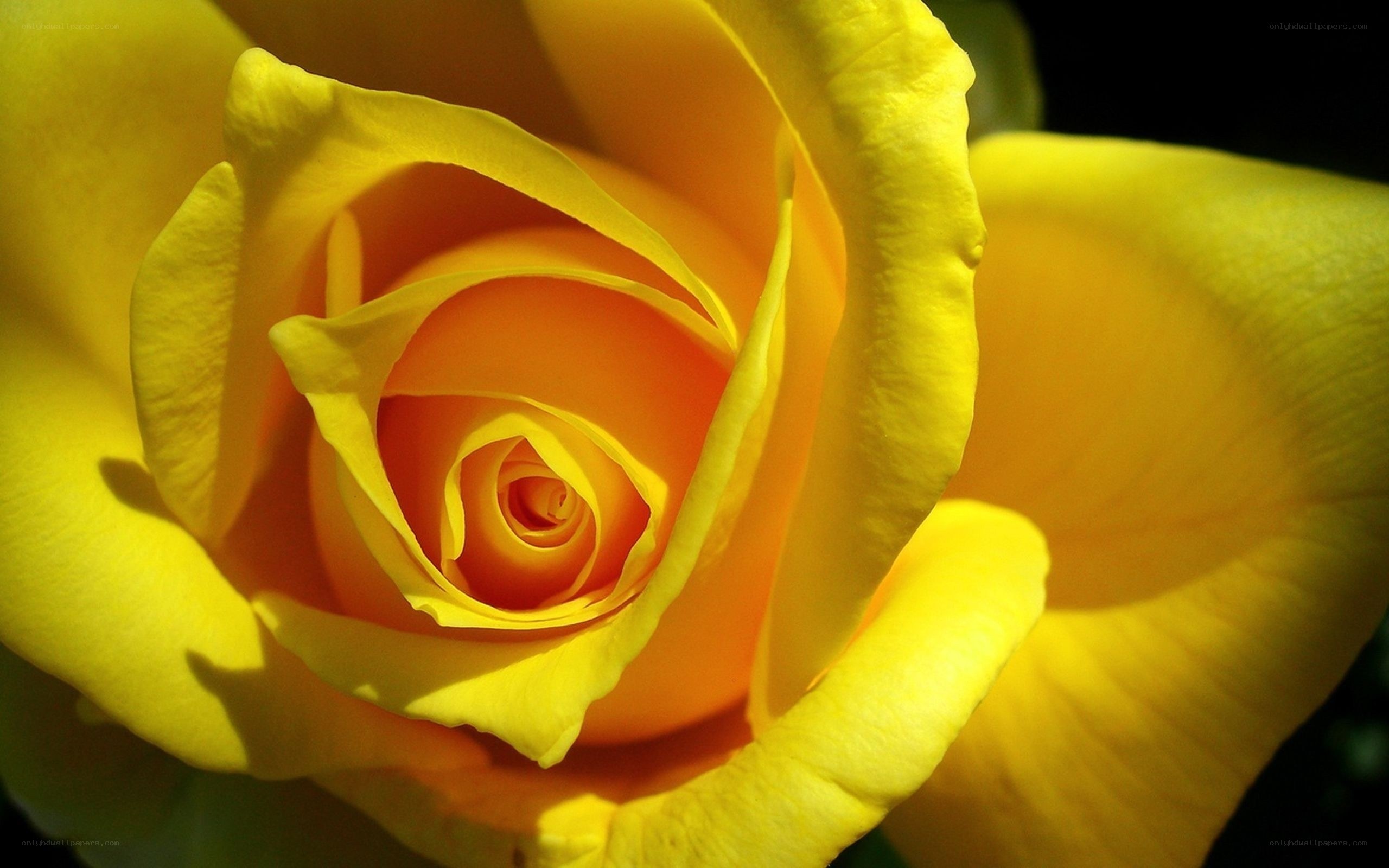 Yellow rose in full bloom