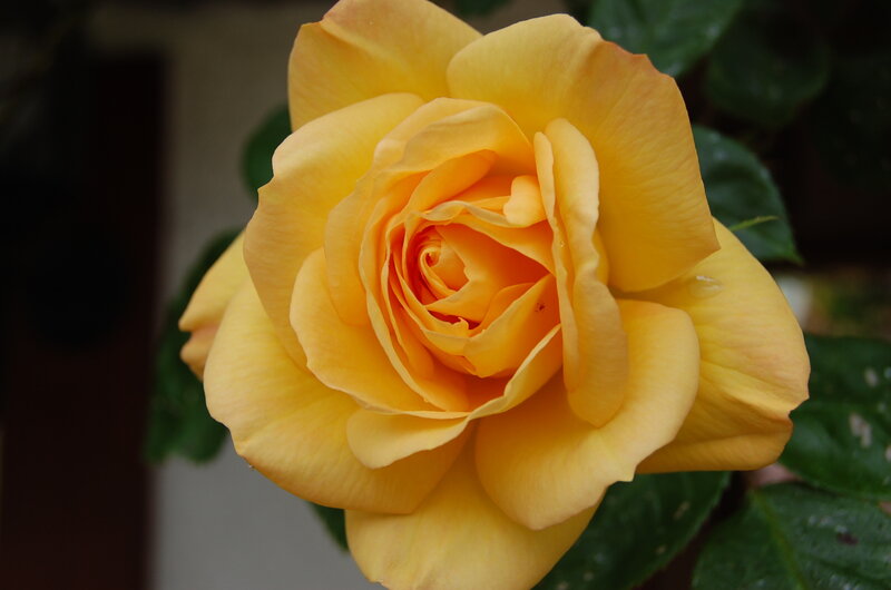 Yellow rose in full bloom