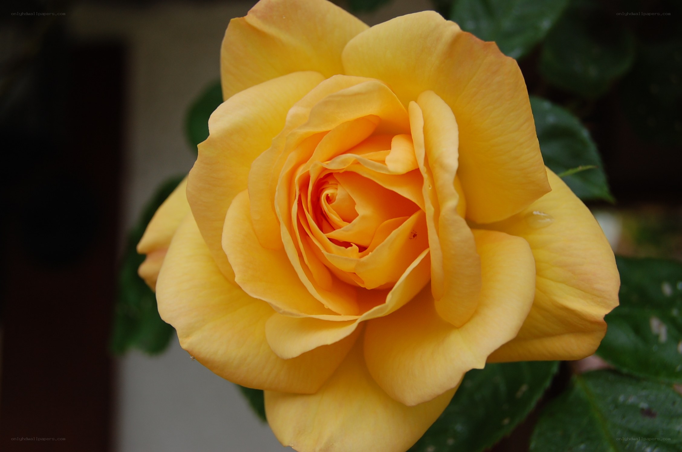Yellow rose in full bloom