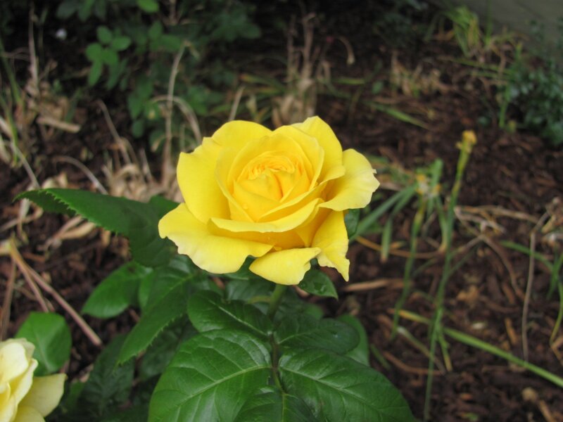yellow rose in garden