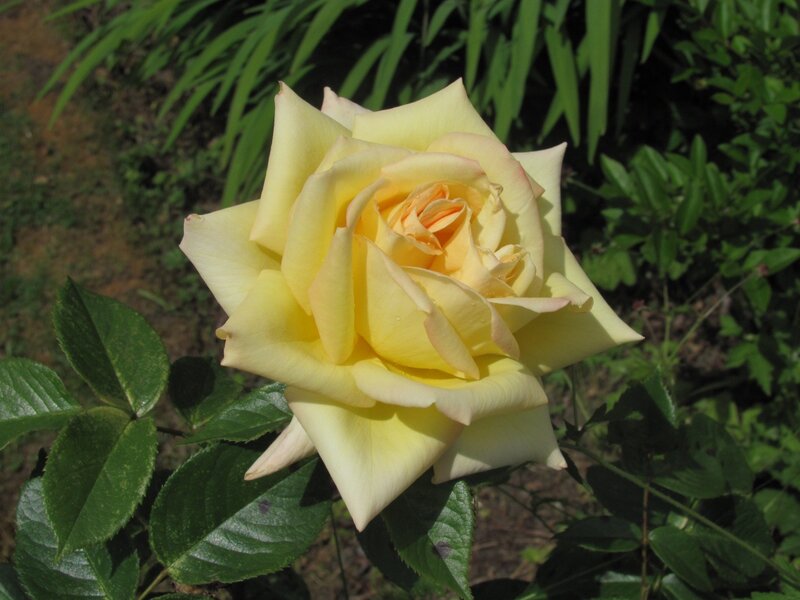 yellow rose in garden