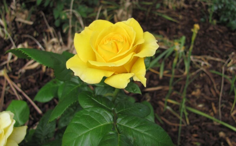 yellow rose in garden
