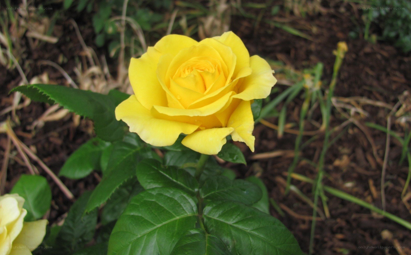 yellow rose in garden