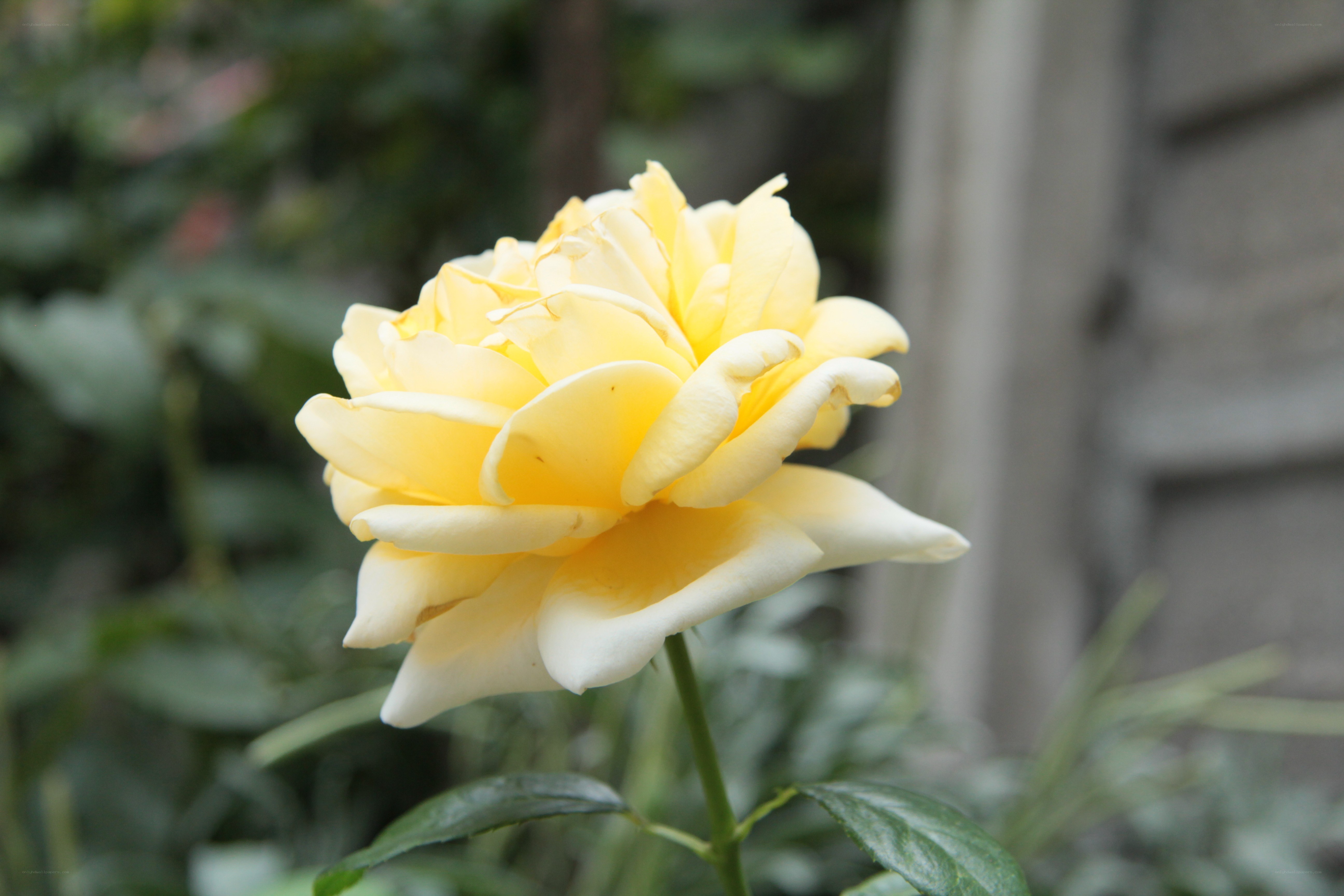 yellow rose in garden