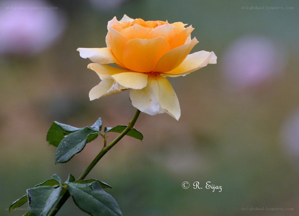 yellow rose in garden