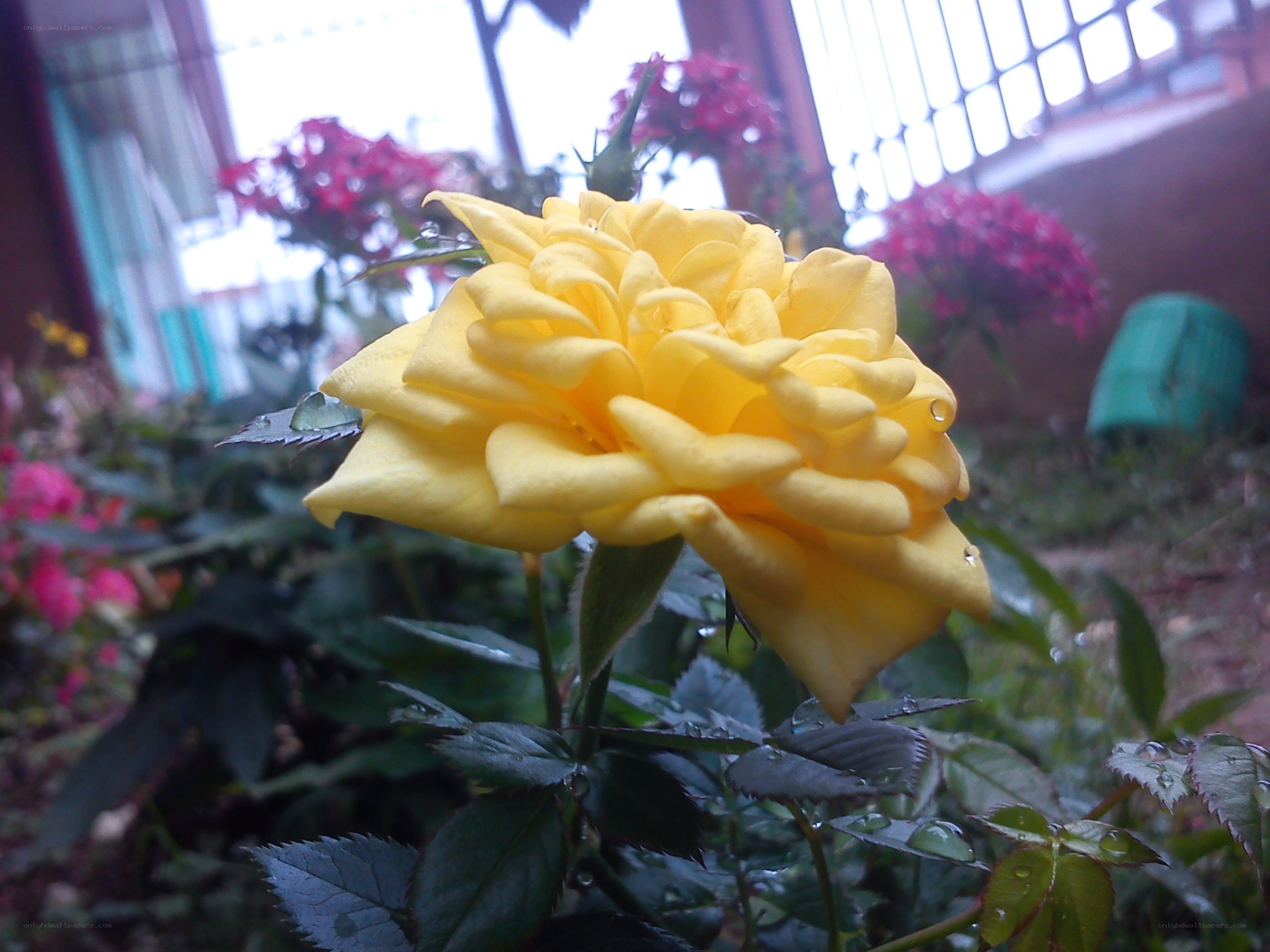 Yellow rose in garden