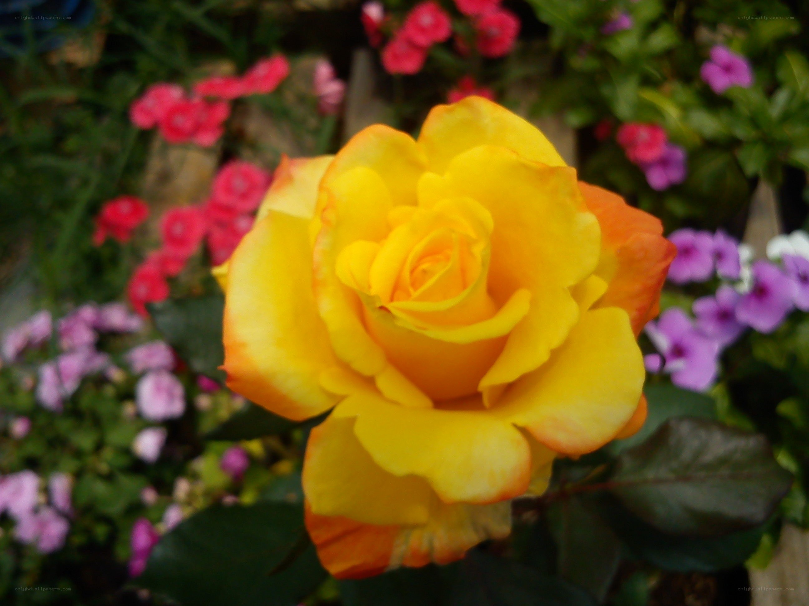 Yellow rose in garden
