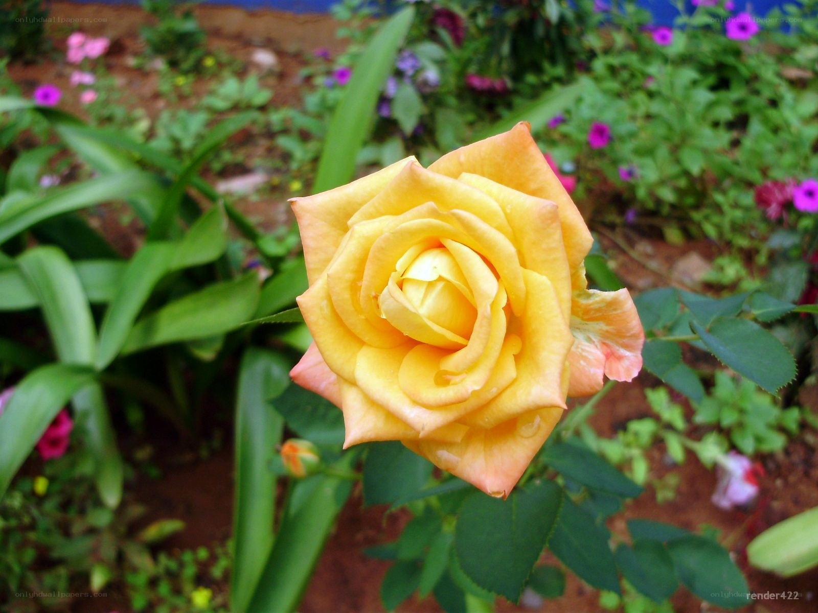 yellow rose in garden