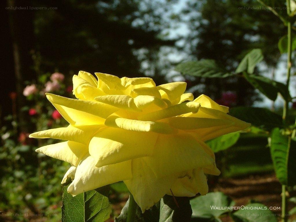 Yellow rose in garden