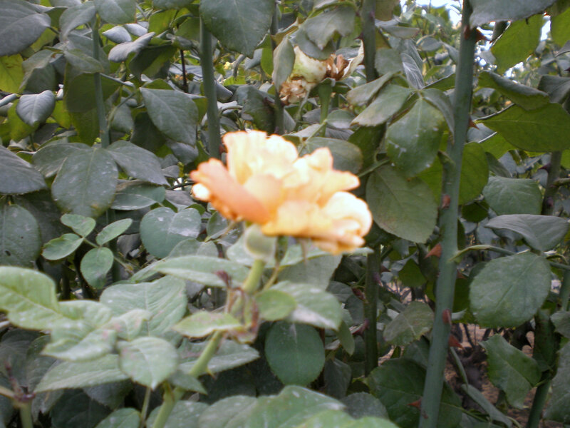 yellow rose in garden