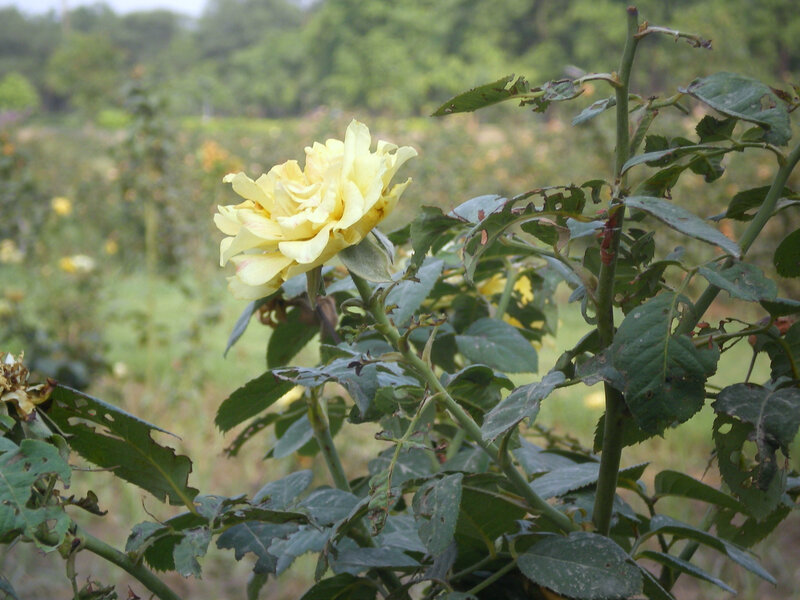 yellow rose in garden