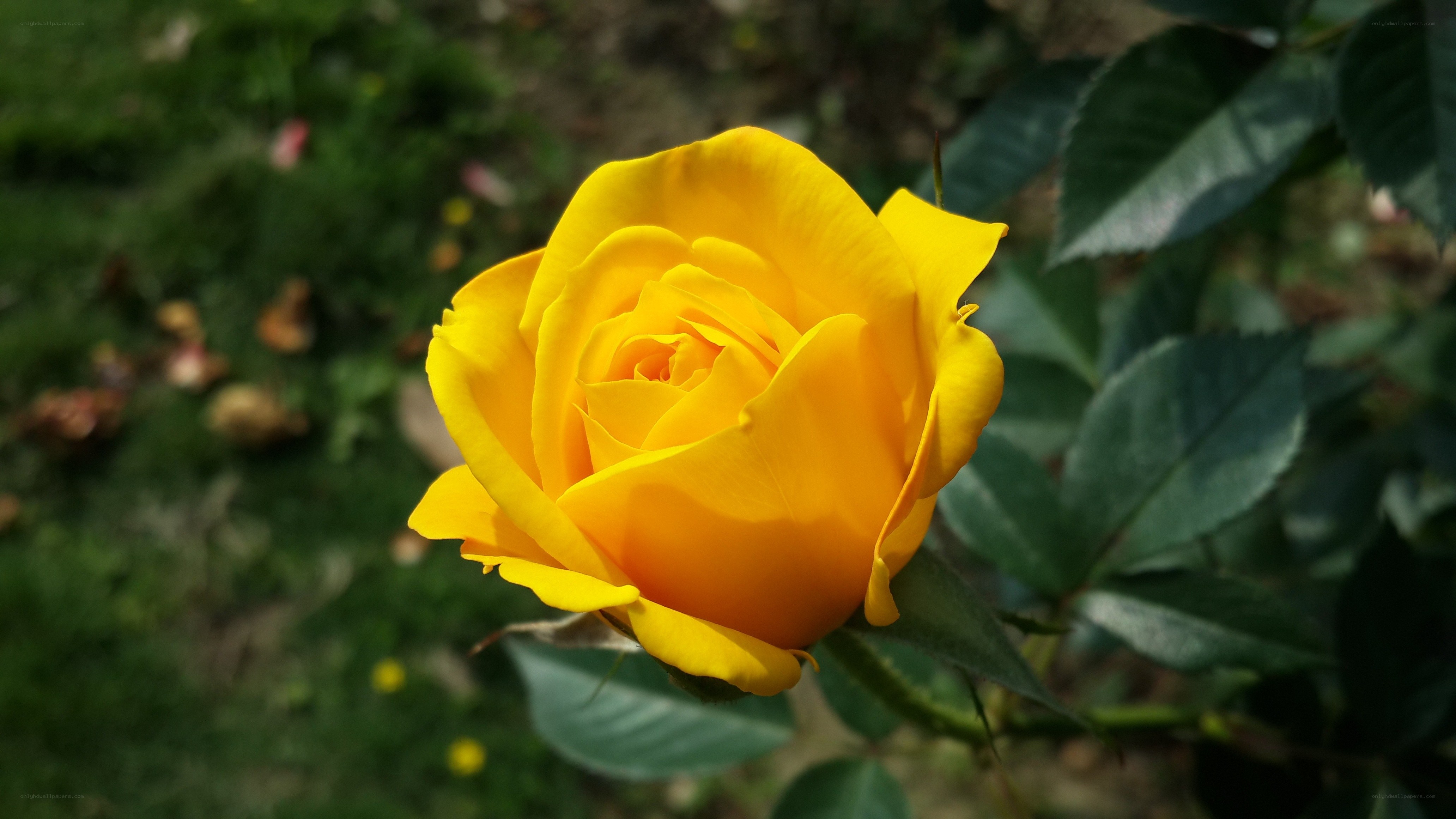 yellow rose in garden