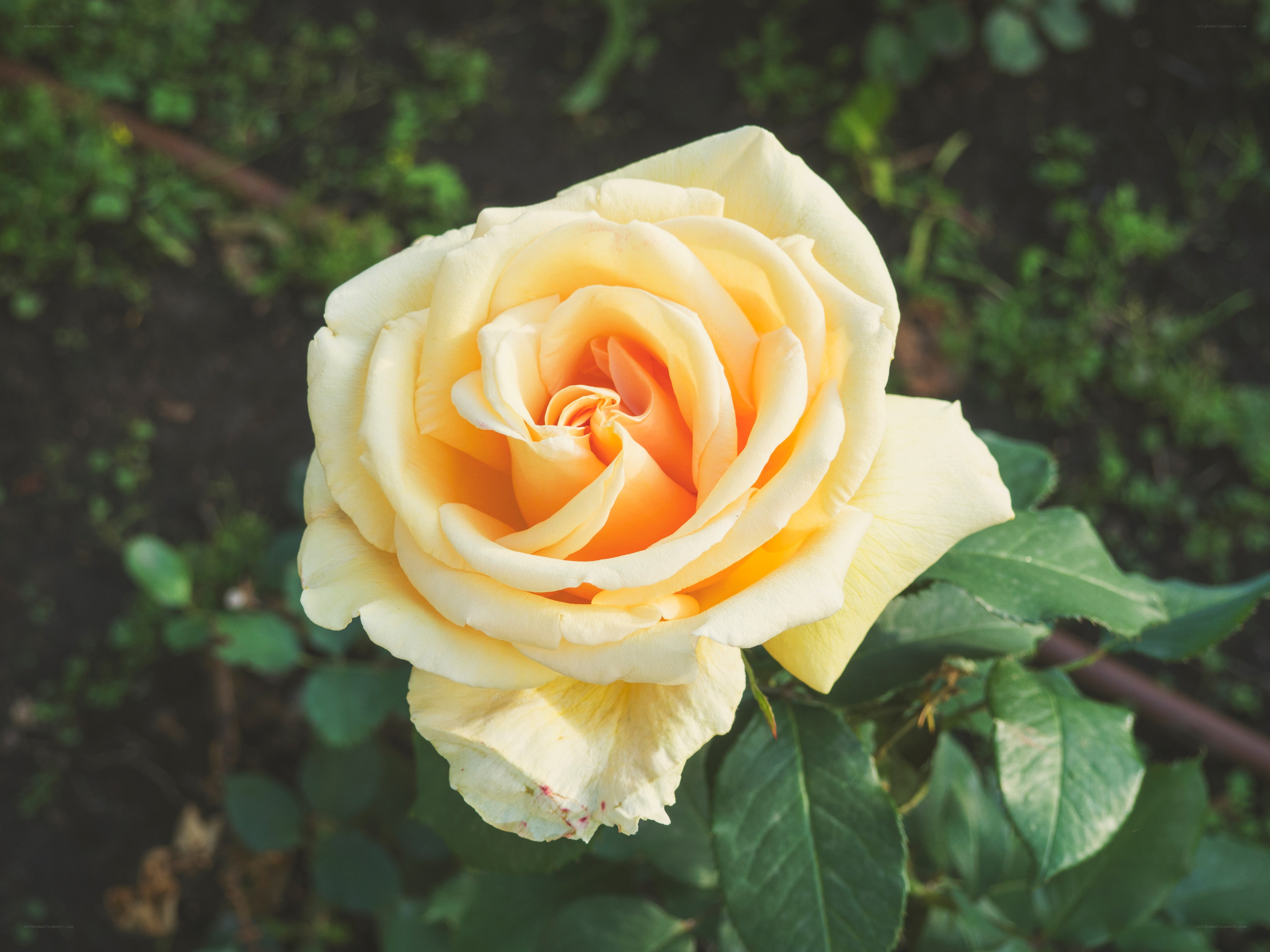yellow rose in garden