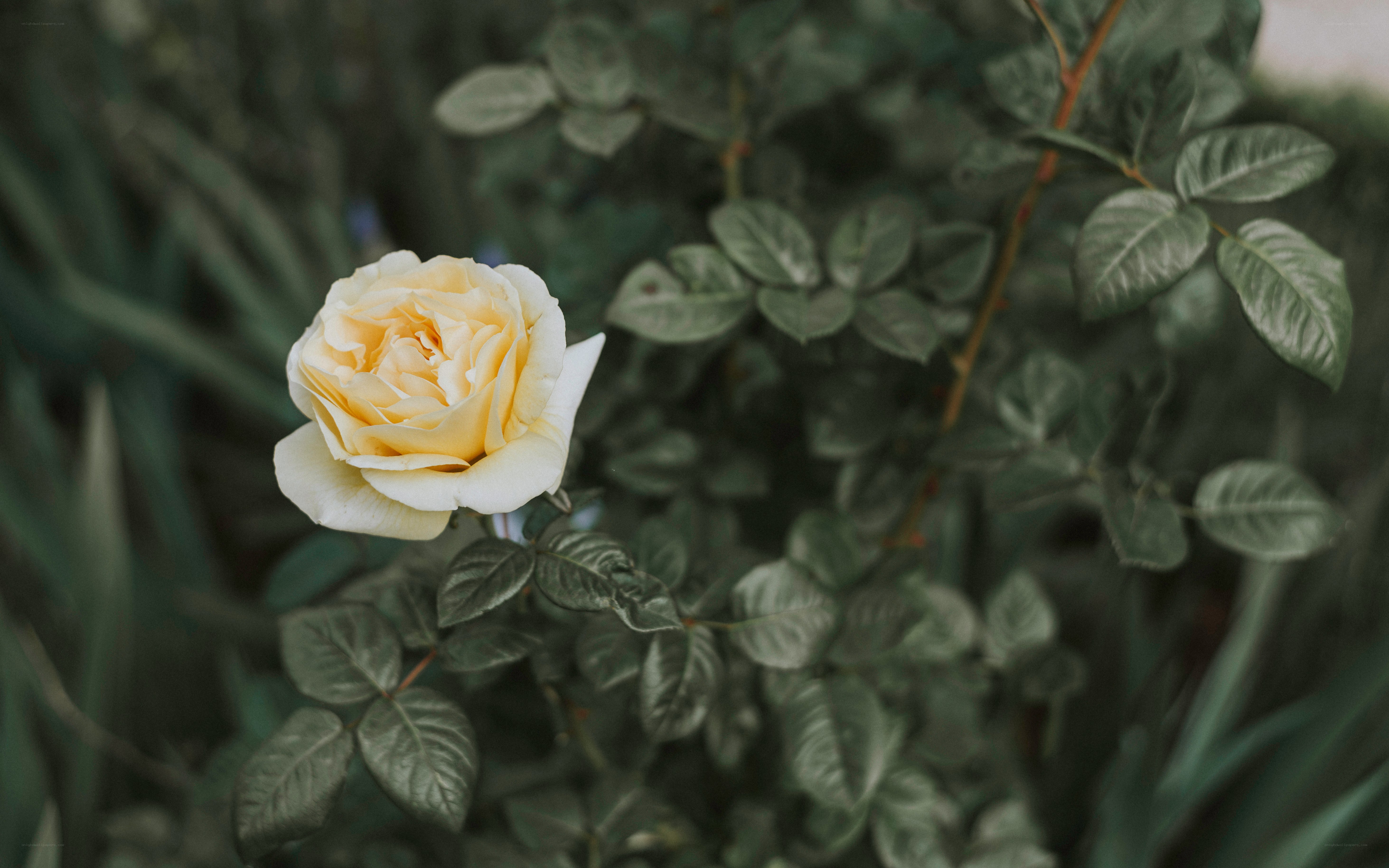 yellow rose in garden