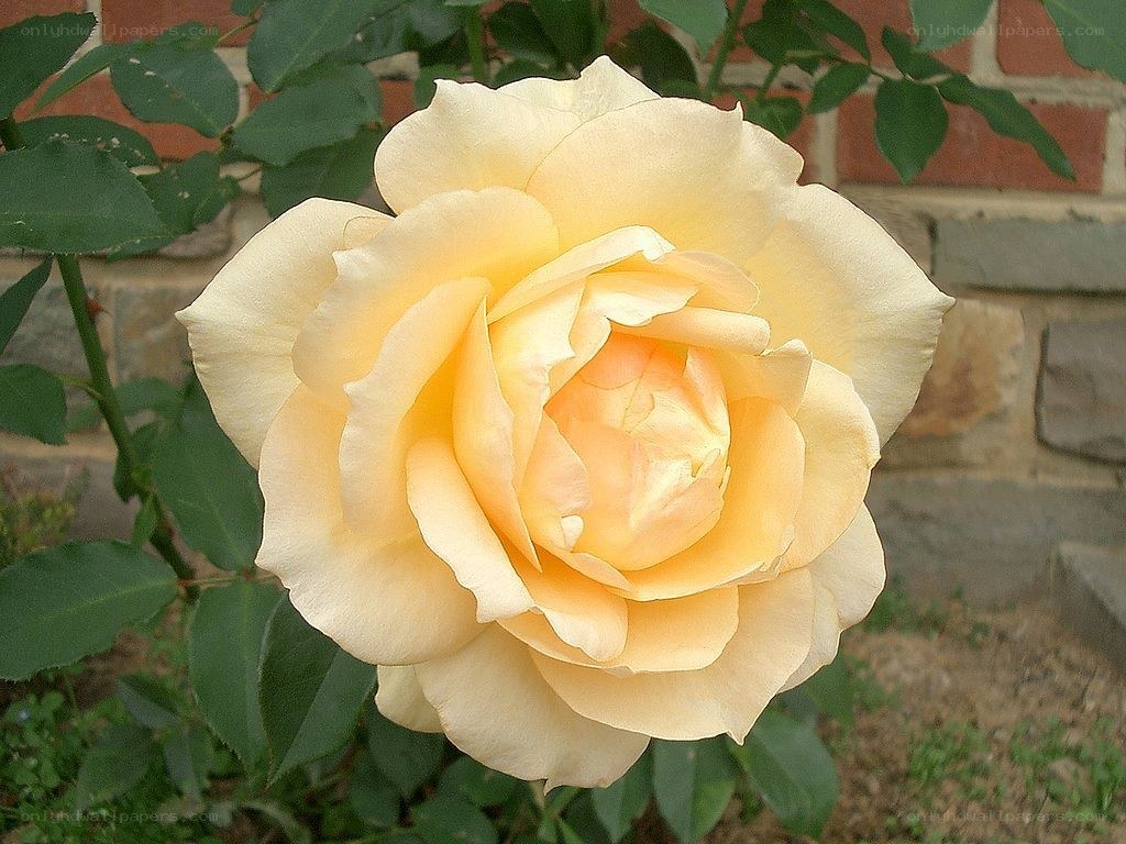 yellow rose in garden