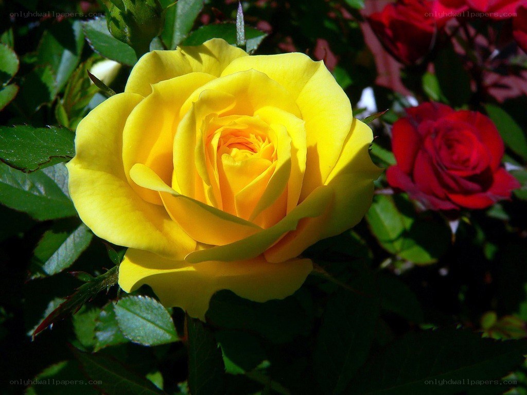Yellow rose in garden