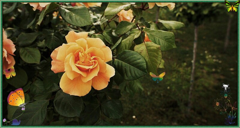 Yellow Rose in Garden — Serene, Afternoon, Photograph