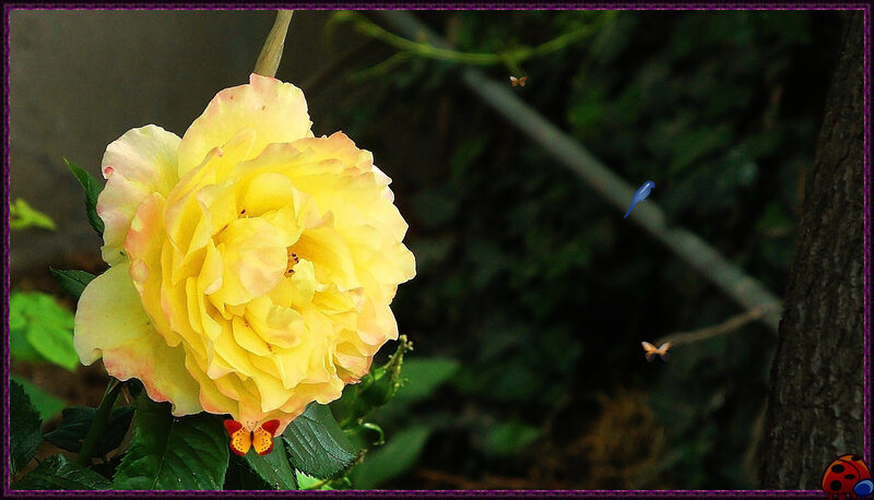 Yellow Rose in Garden — Serene, Afternoon