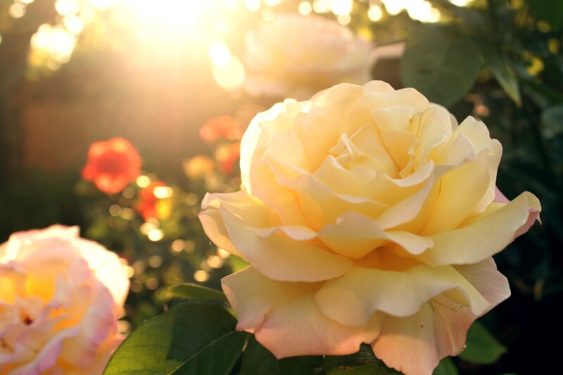 Yellow Rose in Garden — Serene, Sunset