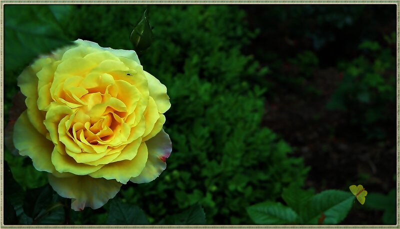 Yellow Rose in Garden — Serene