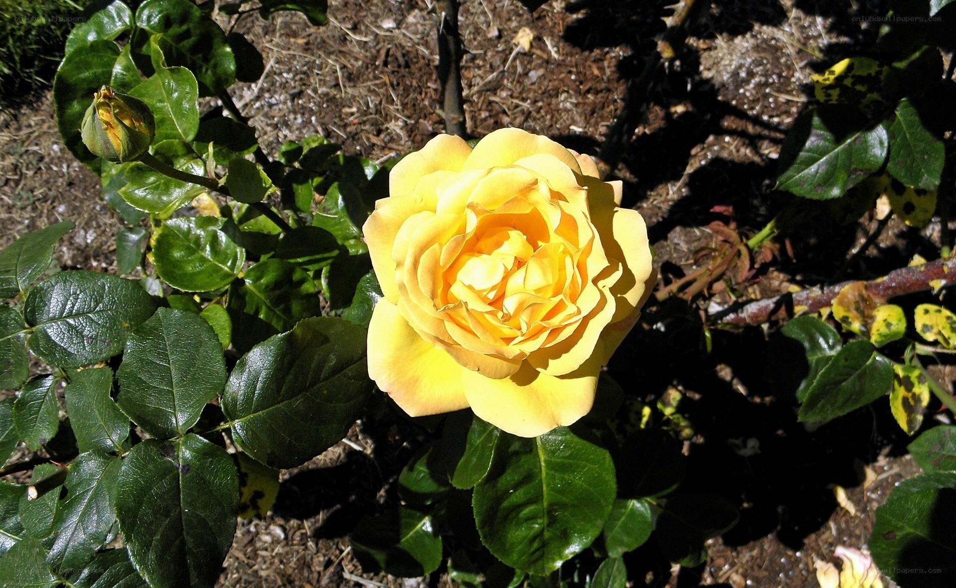 Yellow rose in garden