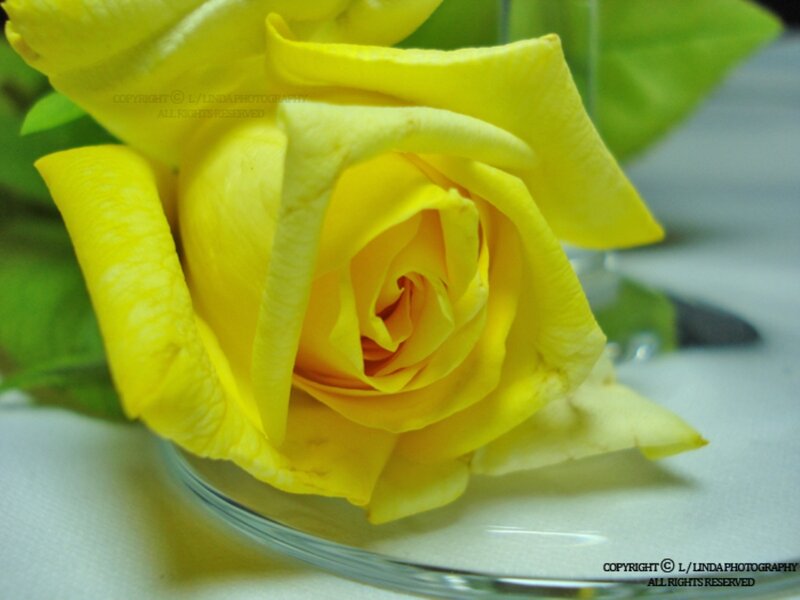 Yellow Rose in Glass — Calm