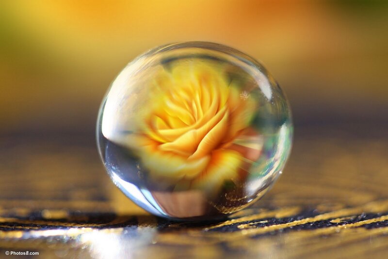 Yellow Rose in Glass Sphere