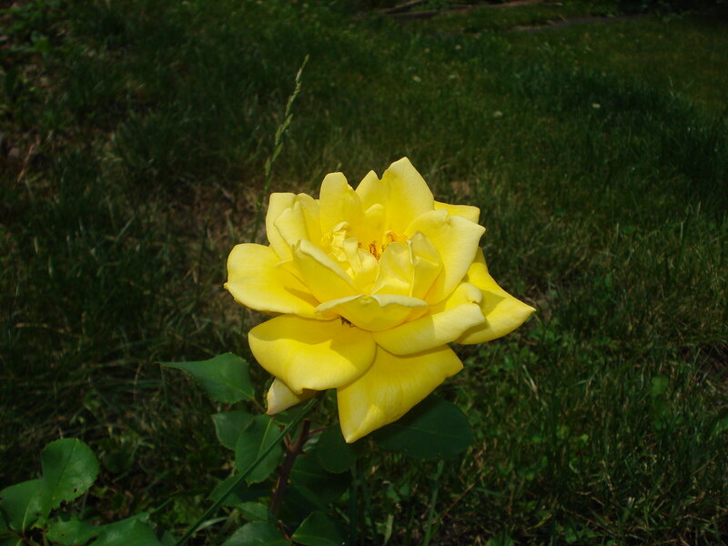 Yellow Rose in Grass — Calm