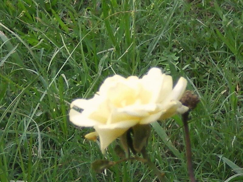 Yellow Rose in Grass
