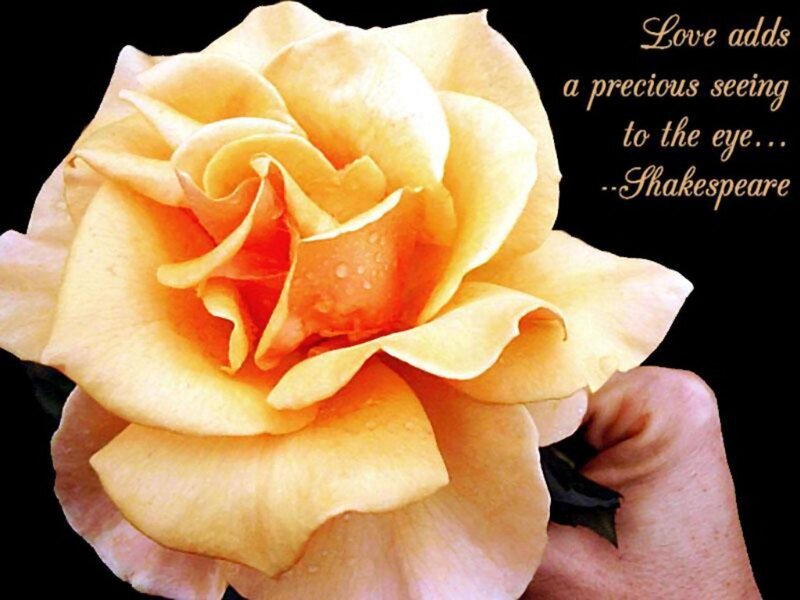 Yellow Rose in Hand — Serene