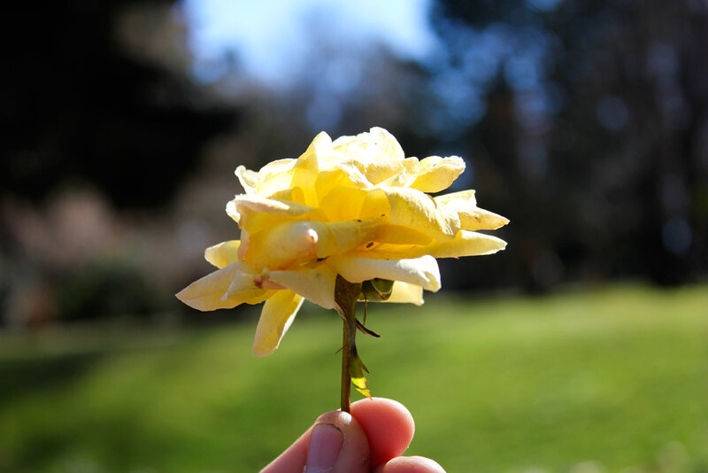 Yellow Rose in Hand