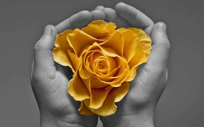 Yellow Rose in Hands — Serene