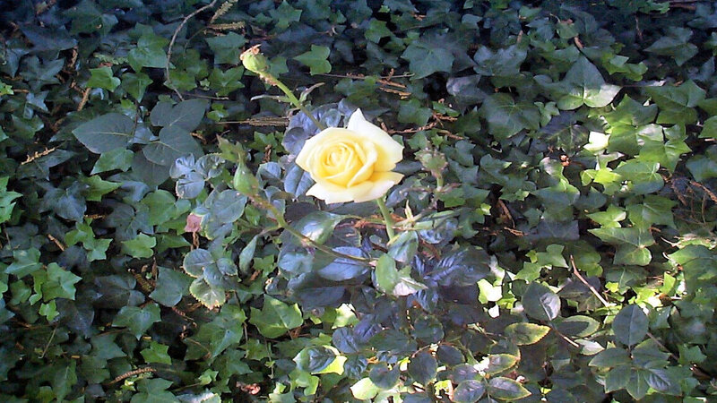 Yellow rose in ivy